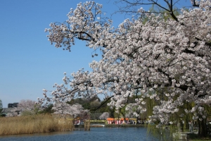 ueno sakura 20150331 009