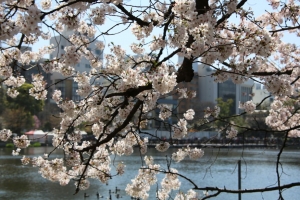 ueno sakura 20150331 010