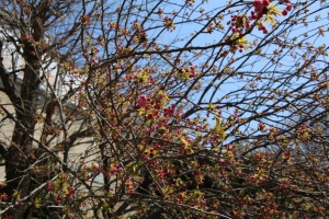 ueno sakura 20150331 011