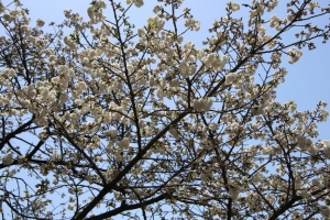 ueno sakura 20150331 012
