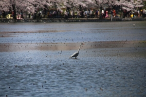 ueno sakura 20150331 014