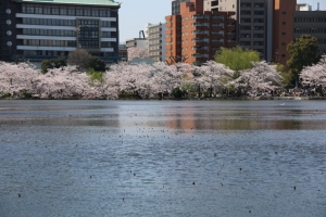 上野池之端の桜（１／２）