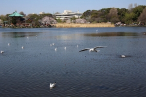 ueno sakura 20150331 018