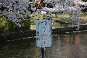 ueno sakura 20150331 019
