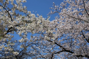 ueno sakura 20150331 020