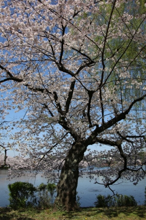 ueno sakura 20150331 021