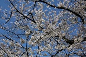 ueno sakura 20150331 023