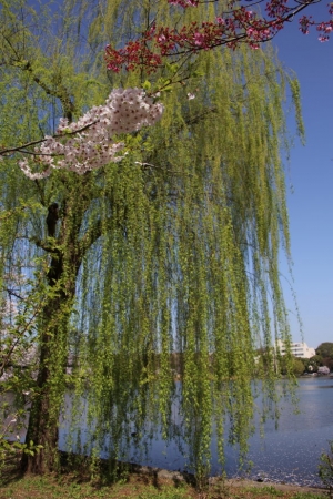 ueno sakura 20150331 025
