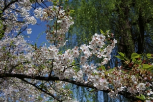 ueno sakura 20150331 026