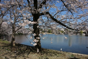 ueno sakura 20150331 027