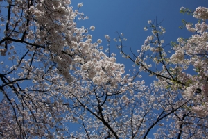 ueno sakura 20150331 028
