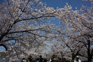 ueno sakura 20150331 030