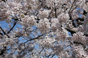 ueno sakura 20150331 031