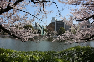 ueno sakura 20150331 032