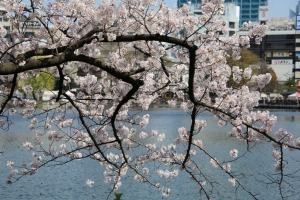 ueno sakura 20150331 033