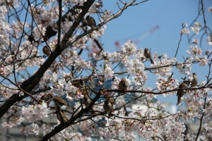 ueno sakura 20150331 035