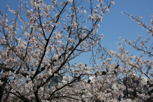 ueno sakura 20150331 036