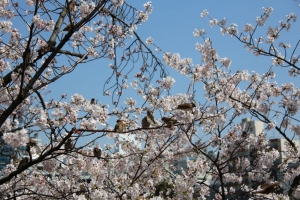 ueno sakura 20150331 037