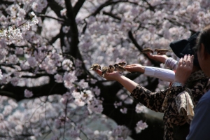 ueno sakura 20150331 038
