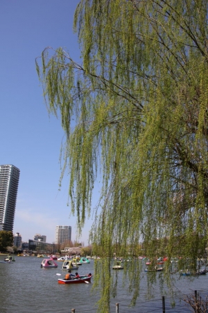 ueno sakura 20150331 041