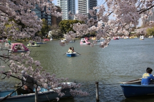 ueno sakura 20150331 042