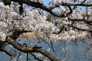 上野池之端の桜（２／２）