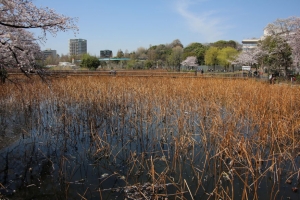 ueno sakura 20150331 049