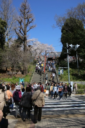 ueno sakura 20150331 050