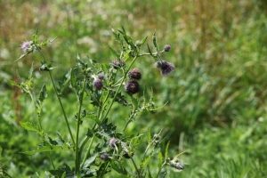 rishiri rebun 153