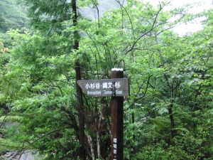 yakushima 0008