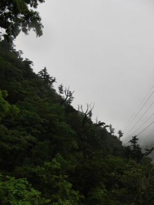 yakushima 0011