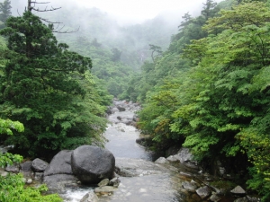 yakushima 0012