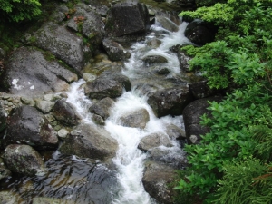 yakushima 0013