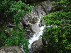yakushima 0014