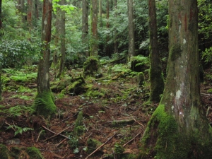 yakushima 0022