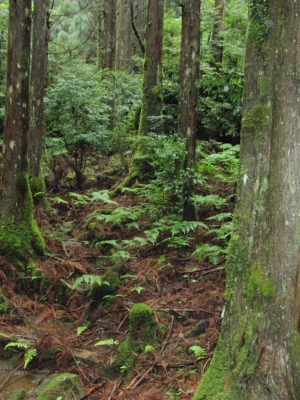 yakushima 0023