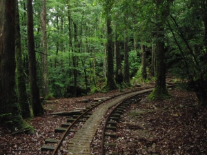 yakushima 0026