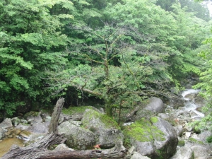 yakushima 0028
