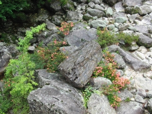 yakushima 0029