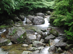 yakushima 0031