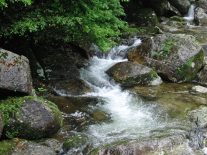 yakushima 0032