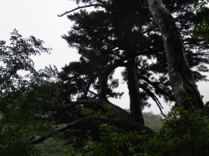 yakushima 0034