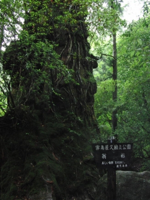 yakushima 0035