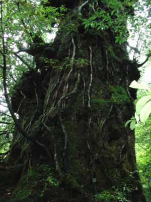 yakushima 0036