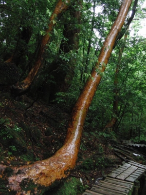 yakushima 0037