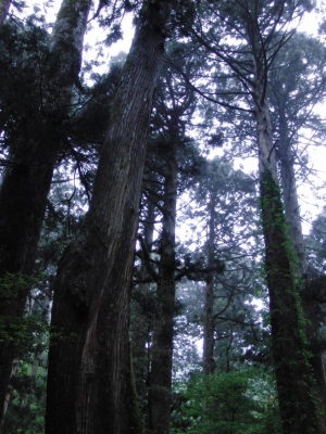 yakushima 0038