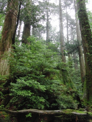 yakushima 0041