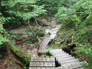 yakushima 0042