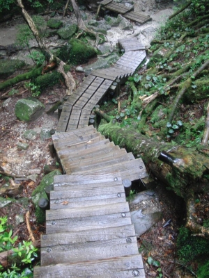 yakushima 0043