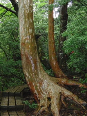 yakushima 0045